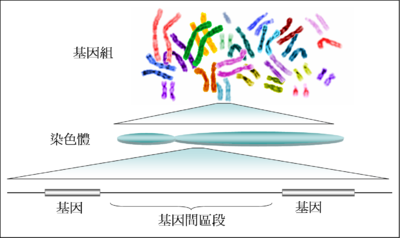 基因是个什么东东