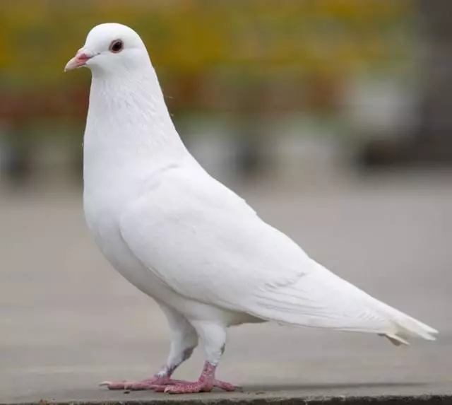 4-types-of-customers-dove.png