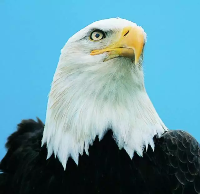 4-types-of-customers-eagle.png