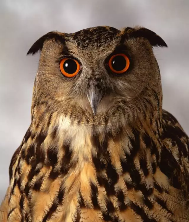 4-types-of-customers-owl.png