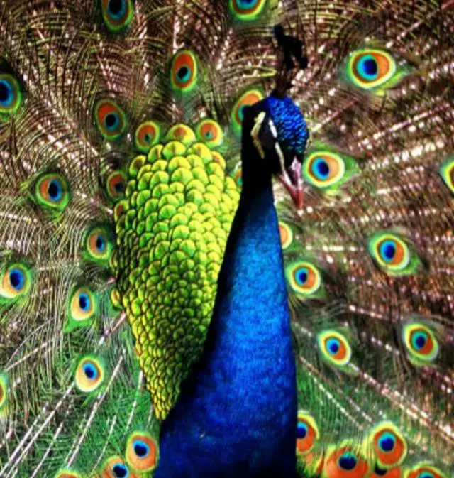 4-types-of-customers-peacock.png